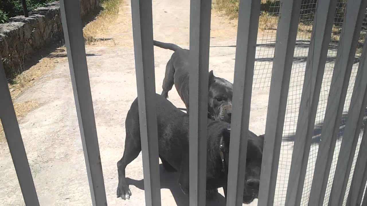 Coppia di Cani da Presa Meridionali da guardia Sicilia - giugno 2012