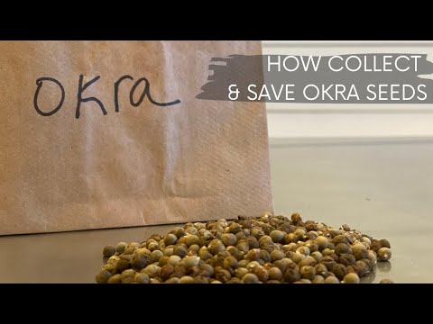 How To Collect and Save Okra Seeds