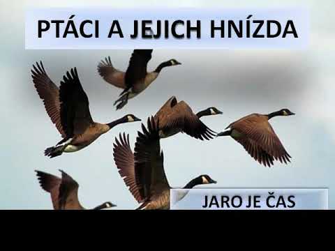 Video: Jak Si Ptáci Staví Hnízda