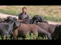 Гиссарская порода овец  Национальное достояние Таджикистана!