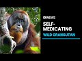 Sumatran Orangutan found treating wound with medicinal plant | ABC News