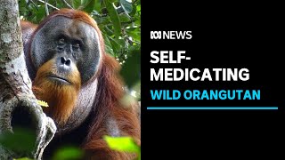 Sumatran Orangutan found treating wound with medicinal plant | ABC News by ABC News (Australia) 2,056 views 5 hours ago 5 minutes, 38 seconds