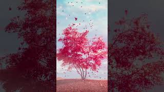 月詠み New Single「秋うらら」Teaser - YouTube