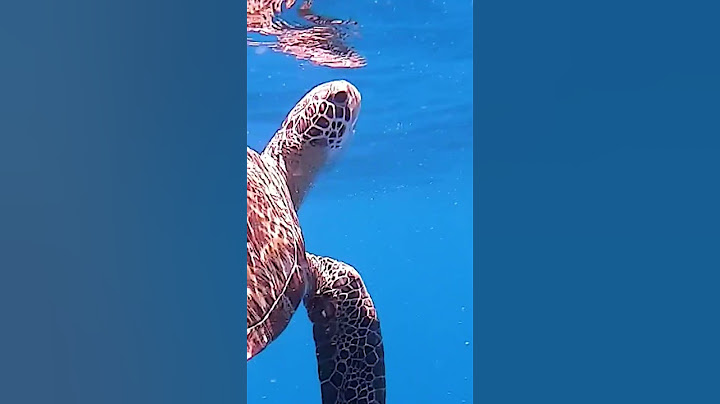 Swimming with Turtles
