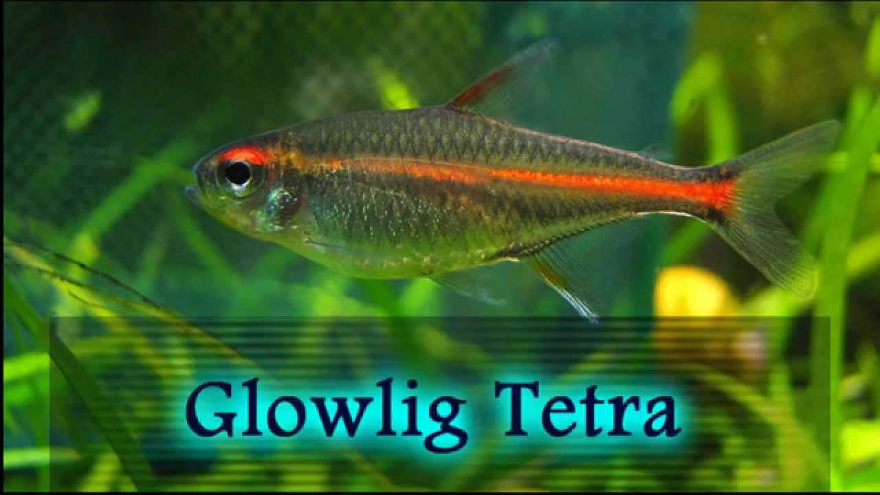 neon fish aquarium (Translator) - YouTube