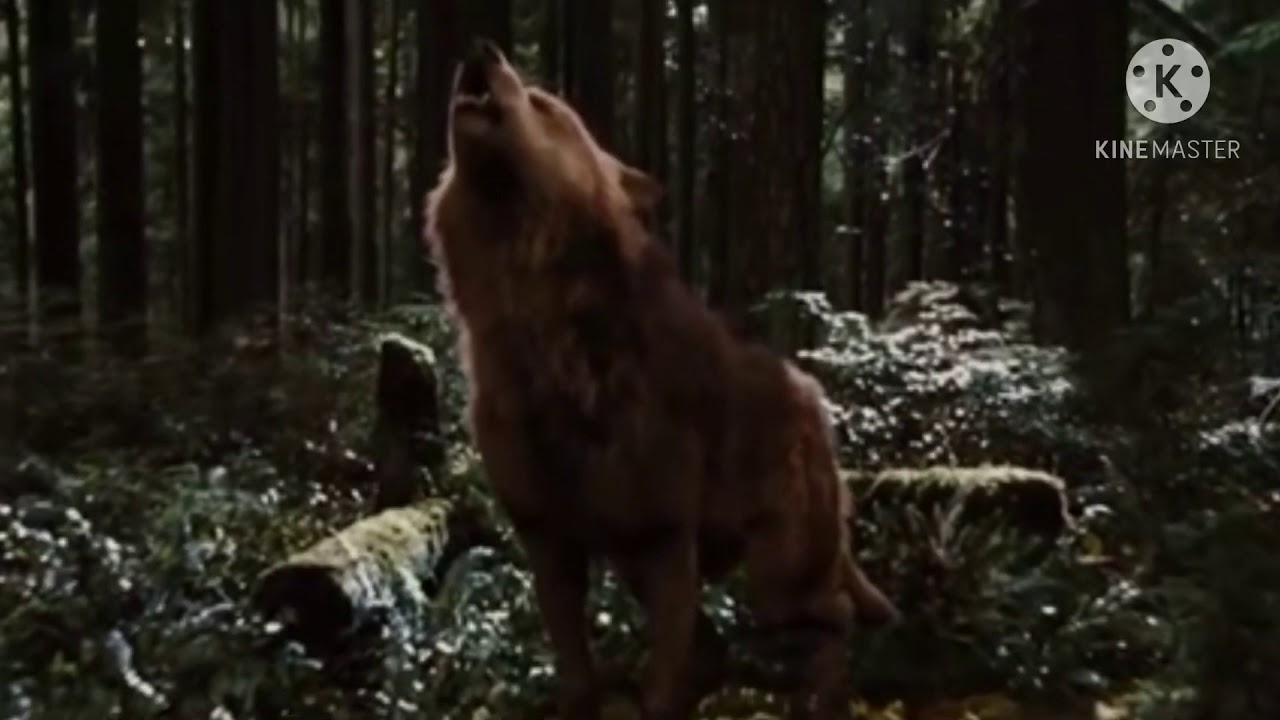 Twilight wolves - We own the night