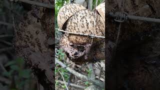 Stingless Bee Bao Tech