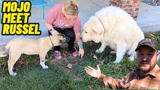 GIANT GUARD DOG MEETS NEW GUARD DOG PUPPY! by Hidden Heights Farm 47,770 views 2 weeks ago 18 minutes