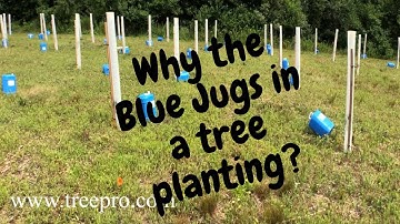 Tree Tip: Planting trees in Hard Clay soils in Mid Summer!