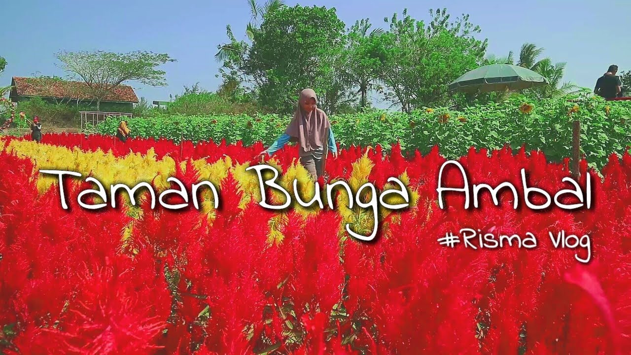  Taman  Bunga  Ambal  Kebumen Jawa Tengah Risma Vlog 