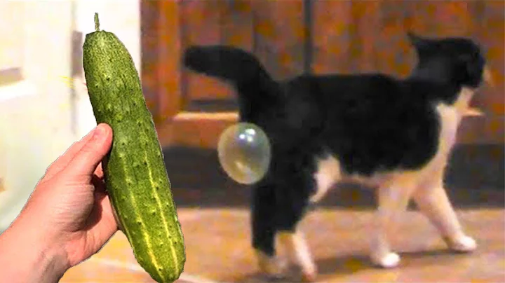 Watch the video about Cat vs Cucumbers Reaction - Cats scared of Cucumbers Compilation - Funny Video 2021 November