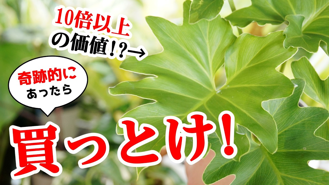 〇万円になることも！？500円位で買える”超高級観葉植物”がこちらです【セローム】