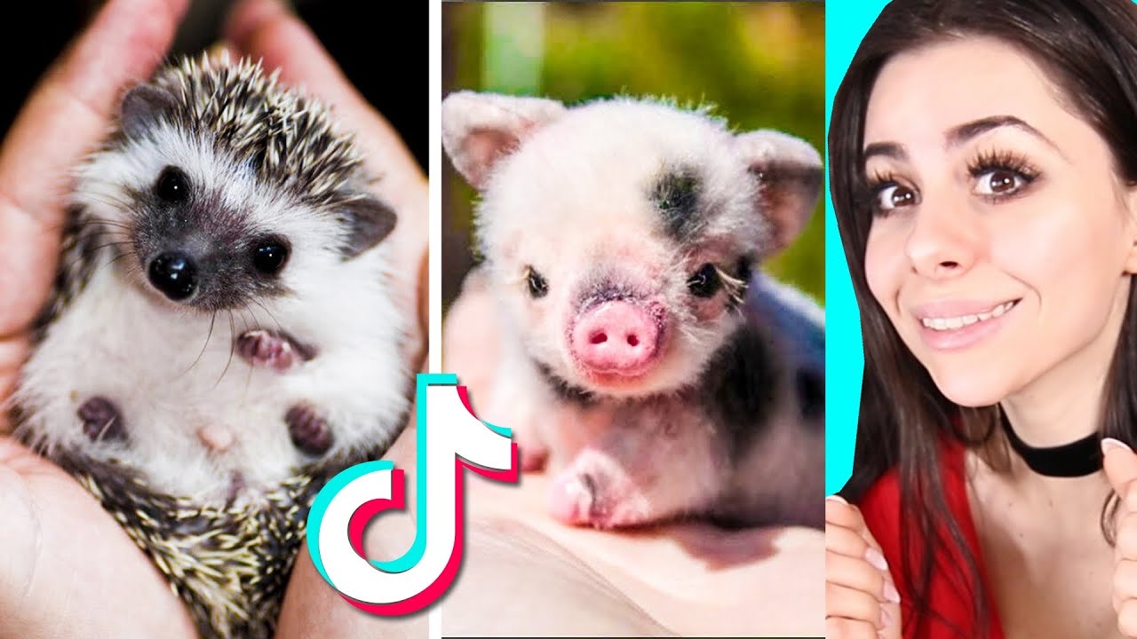⁣Cute BABY ANIMAL Moments TikTok Compilation