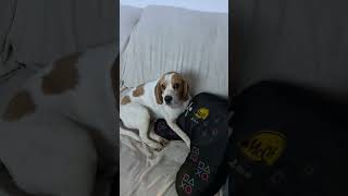 Filho disciplinado #gamesbrasil #fortnitebrasil #memegamer