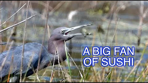 The Little Blue Heron: NARRATED