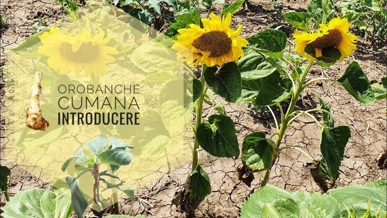 Orobanche Cumana ep. 1 Lupoaie, Broomrape on Sunflower, Floarea-soarelui. 