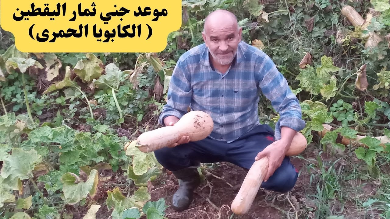 موعد جني ثمار اليقطين (الكابويا الحمرى) 🥒طريقة تخزين ثمار القرع 🥒 الفوائد الصحية لثمار اليقطين .