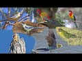 Rosella In The Wild Rosella In The Wild