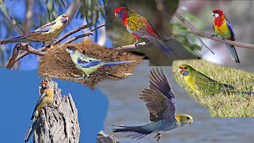 Rosella in the wild