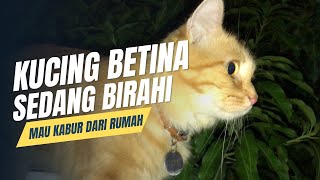 SUARA KUCING BETINA BIRAHI 🔥 MEMANGGIL KUCING JANTAN‼️