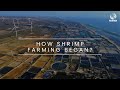 Rynan aquaculture webisode 1 how shrimp farming began