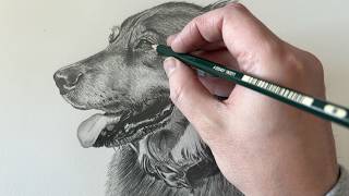 Time-lapse Drawing of Simba the dog | Custom Pet Portrait in Graphite