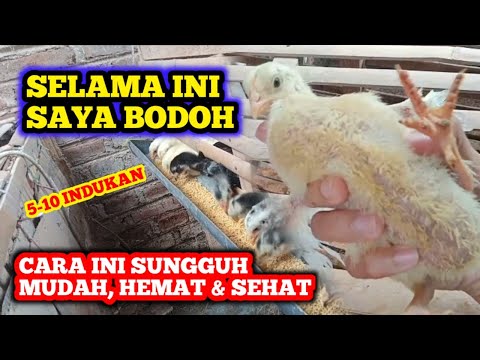 Video: Apa yang dimaksud dengan ayam gemuk?