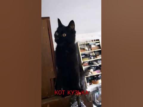 КОТ КУЗЬКА - YouTube