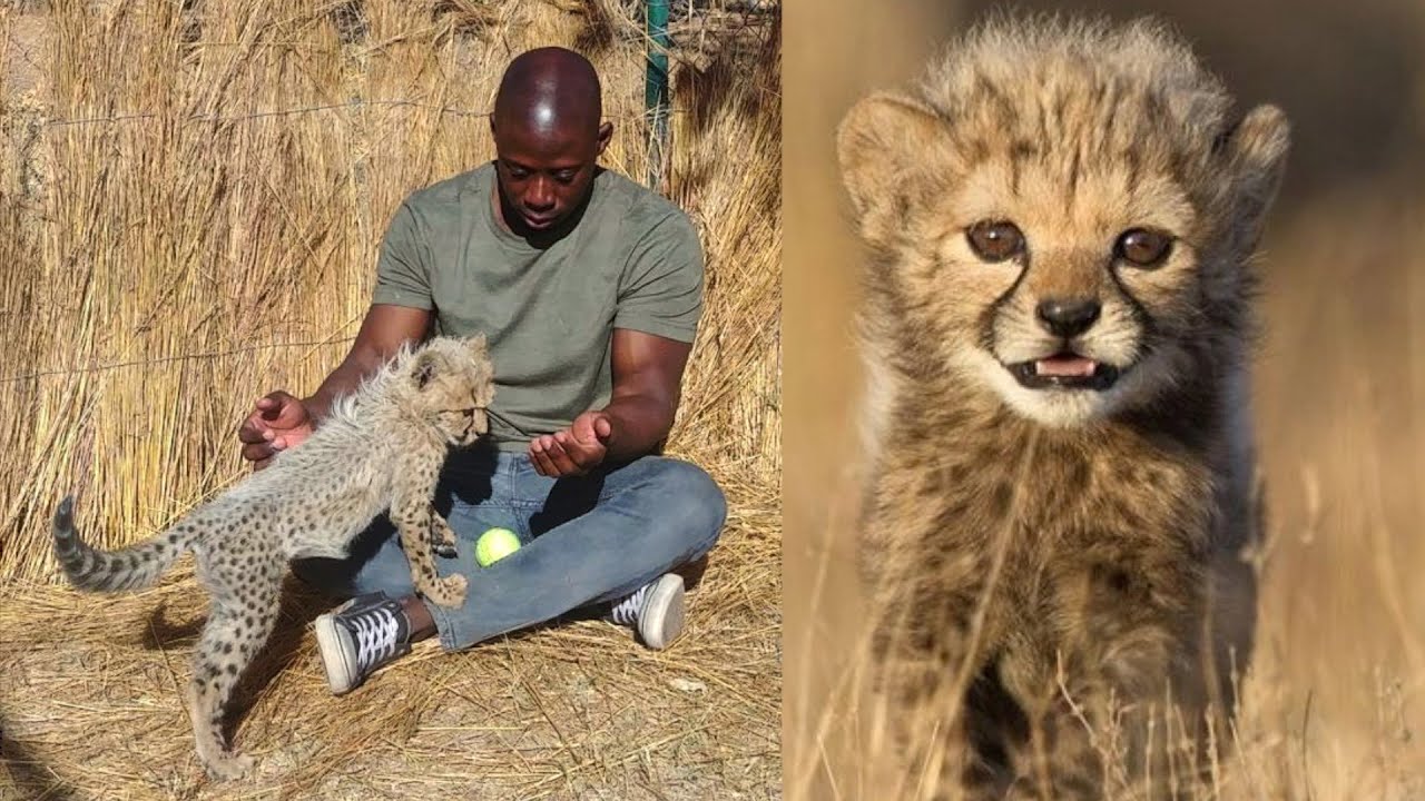 cute cheetah babies