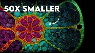 We Finally Know How Life Really Started Net Worth