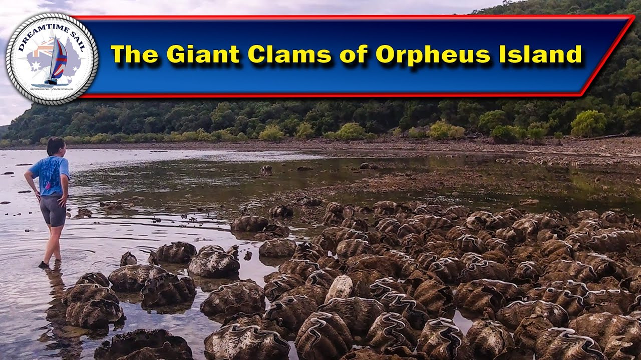 The Giant Clams of Orpheus Island. Our first small step towards Indonesia.  – Series 3 Episode 69