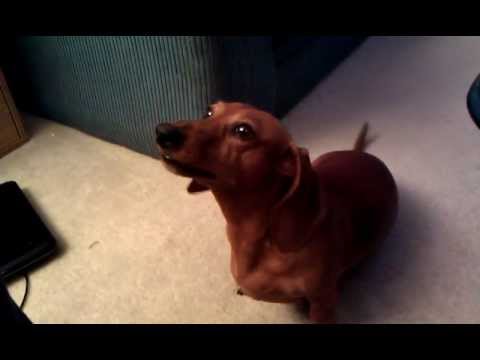 funny talking dachshund videos