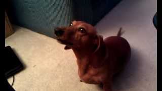 Funny Talking Dachshund