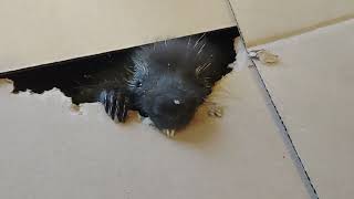Baby Squeak not understanding we just saved her from raccoons