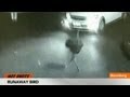 Runaway Ostrich Darts Through 4-Miles of Traffic