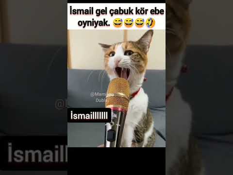 İsmail diyen komik kedi #komik #konuşankediler #dublaj