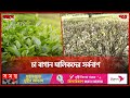 গরমে পঞ্চগড়ে পুড়ছে চা বাগান | Panchagarh Tea Garden | Panchagarh News | Somoy TV