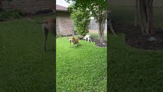 Who’s Faster  a Greyhound or a Saluki?