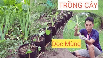 Trồng cây Dọc Mùng chiều dài cao hơn người trong chậu | Kha Cà Mau