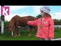 Животные для детей в деревне На ферме Animals for kids in the village on the farm