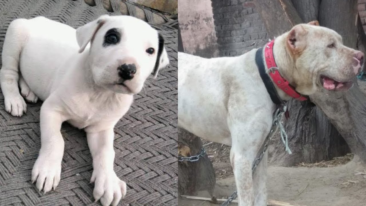 Pakistani Bully Kutta For Sale YouTube