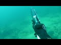 Подводная охота, Зубари каракос, саргус