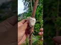This technique is especially used in jujube trees to boost yield #satisfying #pruning#jujubetree