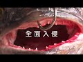 【外來種入侵】全面入侵：台灣原生魚種的威脅？！(我們的島 第1034集 2019-12-16)