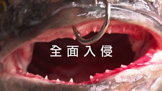 【外來種入侵】全面入侵台灣原生魚種的威脅(我們的島 第1034集 20191216)