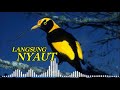 Masteran Pancingan Kacer Murai Cucak Ijo Tembakan Paling Di Cari Juri Se Nusantara Mp3 - Mp4 Download