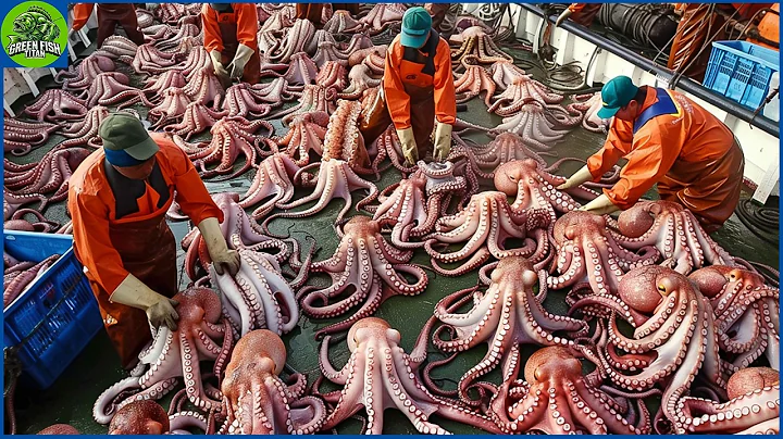 Japanese fishermen catch millions of tons of octopus this way | Fishing Documentary