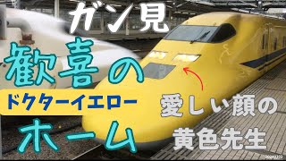 【歓声・歓喜】ドクターイエロー見るだけの会 923形T4編成こだま検測上り 本線通過で左右に揺さぶられる車体 世界一迫力と価値のあるイエローカラー 東海道新幹線 SHINKANSEN 20240202