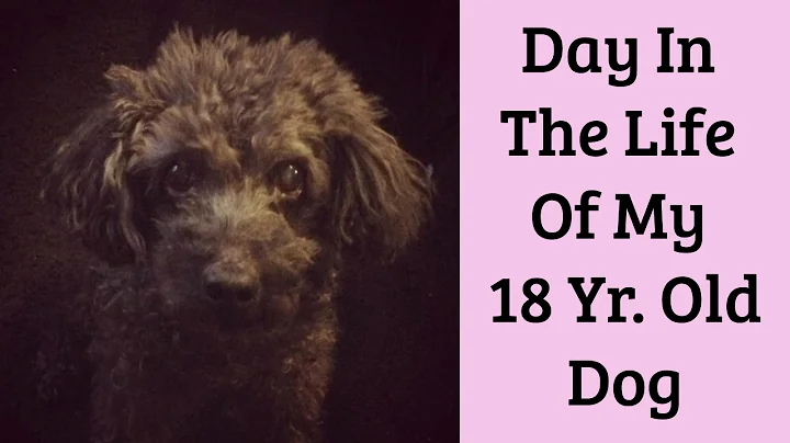 Day In The Life Of My 18 Year Old Dog