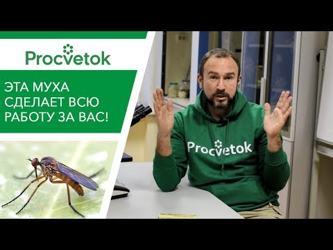 Видео: Убивает ли кизельгур насекомых во влажном состоянии?